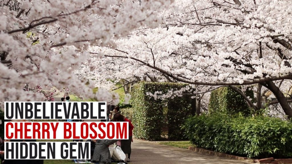 Unbelievable Cherry Blossom Hidden Gem Near Kobe & Osaka – Ashiyagawa Sakura and Ashiya Food Vlog Unbelievable Cherry Blossom Hidden Gem Near Kobe & Osaka - Ashiyagawa Sakura and Ashiya Food Vlog