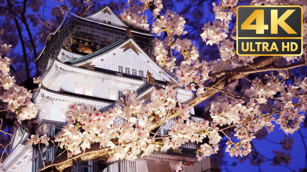 Osaka Castle Night Walk & Japan Cherry Blossoms 2022🏯🌸 Osaka Castle Night Walk & Japan Cherry Blossoms 2022🏯🌸