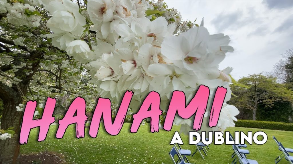 Andiamo all'Hanami a Dublino! - Dublin Vlog #2