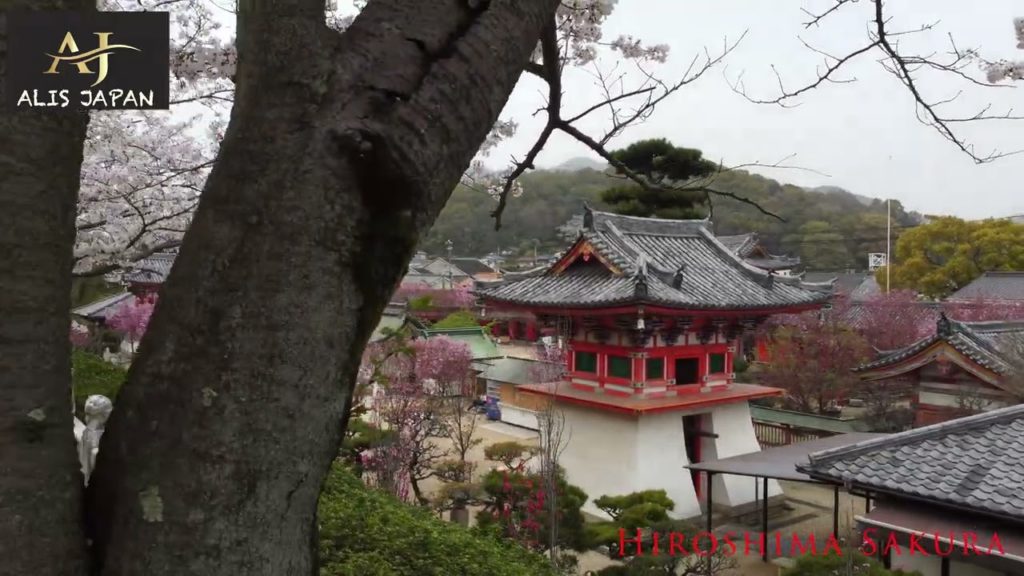 Hiroshima Sakura. Hidden Cherry blossom Hiroshima Sakura. Hidden Cherry blossom