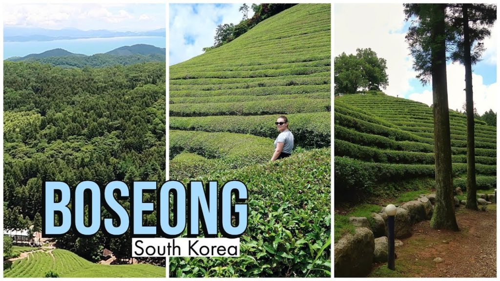 Visiting a Korean Tea Plantation | Boseong, South Korea