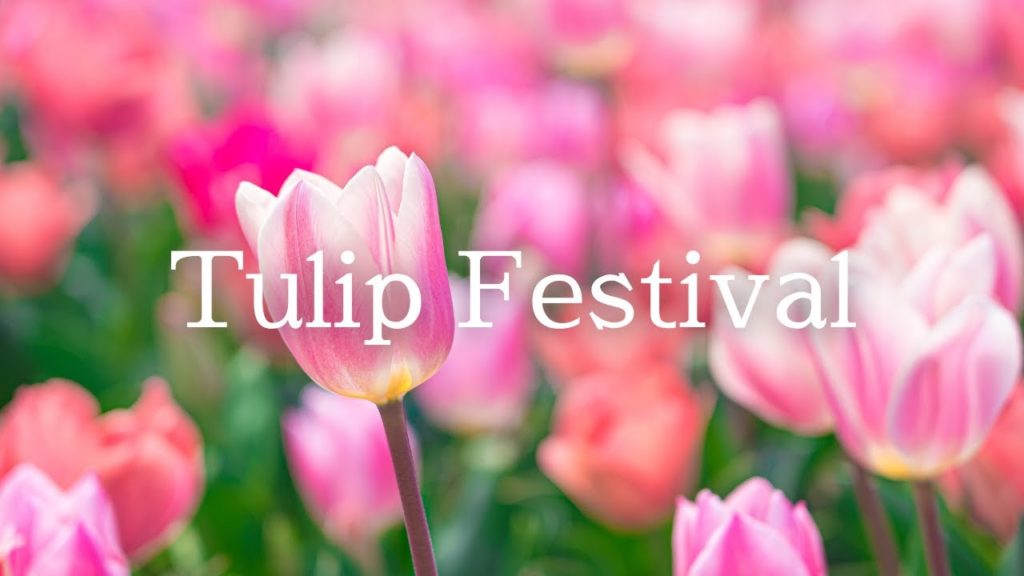 【VLOG】チューリップまつり2022 in よしだ / 吉田公園 / Tulip Festival / Japan / α7S III / SEL24105G