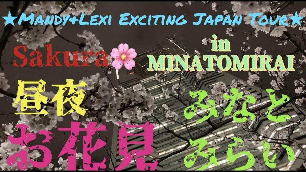アマンダひとり旅　昼夜桜だよ！みなとみらい編　Sakura in MINATOMIRAI  @ day & night