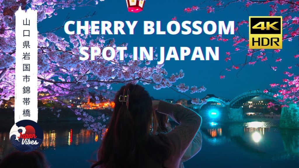 4K HDR // Japan cherry blossom 2022 LIGHT UP - Iwakuni, Yamaguchi