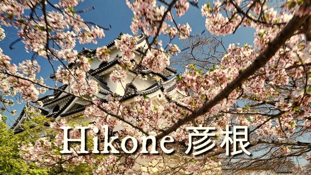 Japan 4K Tour | Hikone Castle Sakura Cherry Blossom 彦根城 Japan 4K Tour | Hikone Castle Sakura Cherry Blossom 彦根城