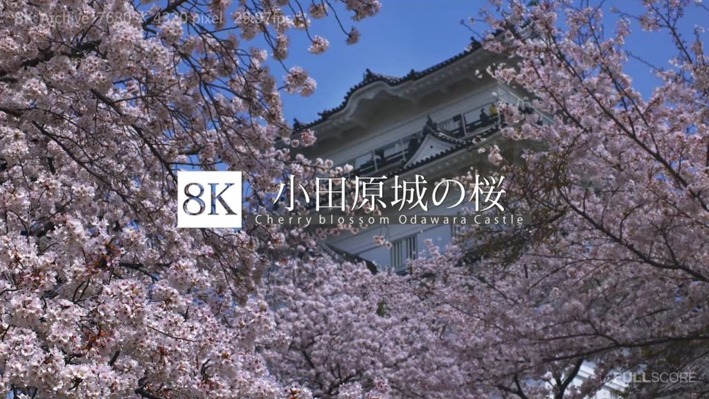 [8K footage] Cherry blossom in Odawara Castle【小田原城の桜_8K】