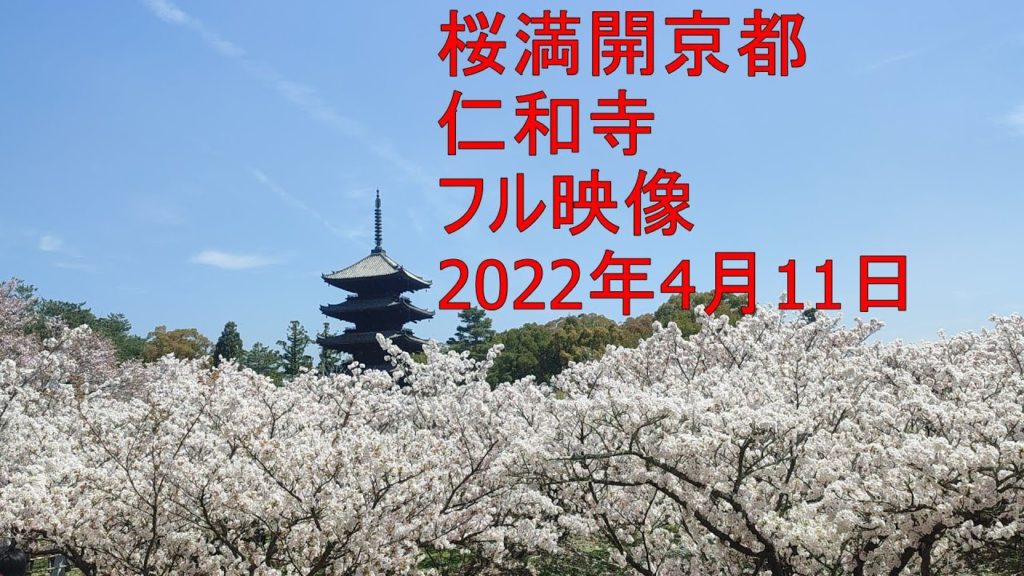 桜満開京都 仁和寺 御室桜 京都市右京区 2022年4月11日