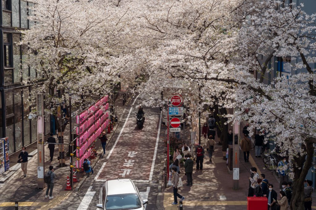 Cherry Blossoms along a hill in Shibuya, Tokyo