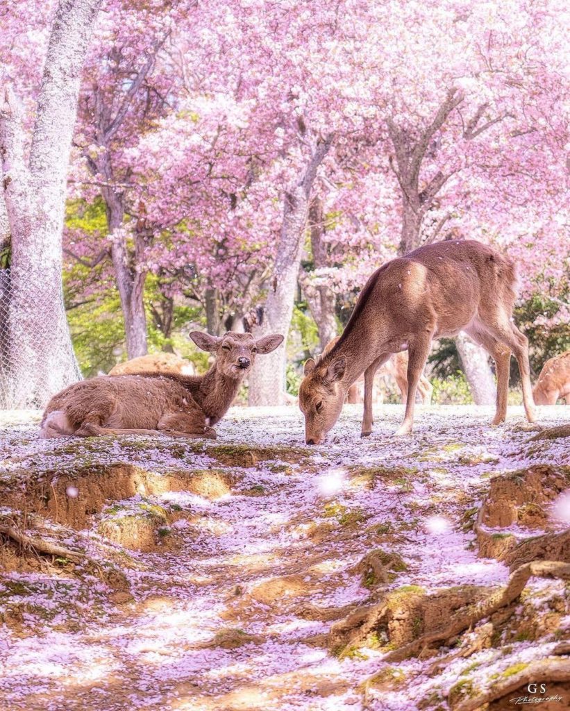 It’s impossible to feel stressed when looking at this idyllic scene of deer in N...