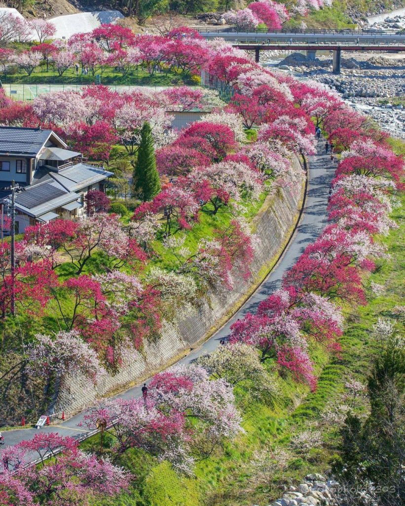 Visit Japan: Take a scenic walk or drive at Hanamomo-no-Sato Peach Blossom Village in Nagano’… Take a scenic walk or drive at Hanamomo-no-Sato Peach Blossom Village in Nagano’...