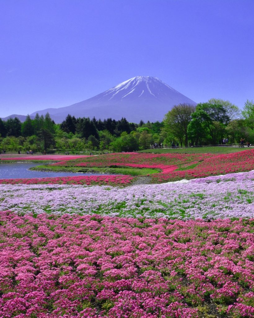 In a few weeks' time, from mid-April to late-May, the fields around Mt Fuji will...