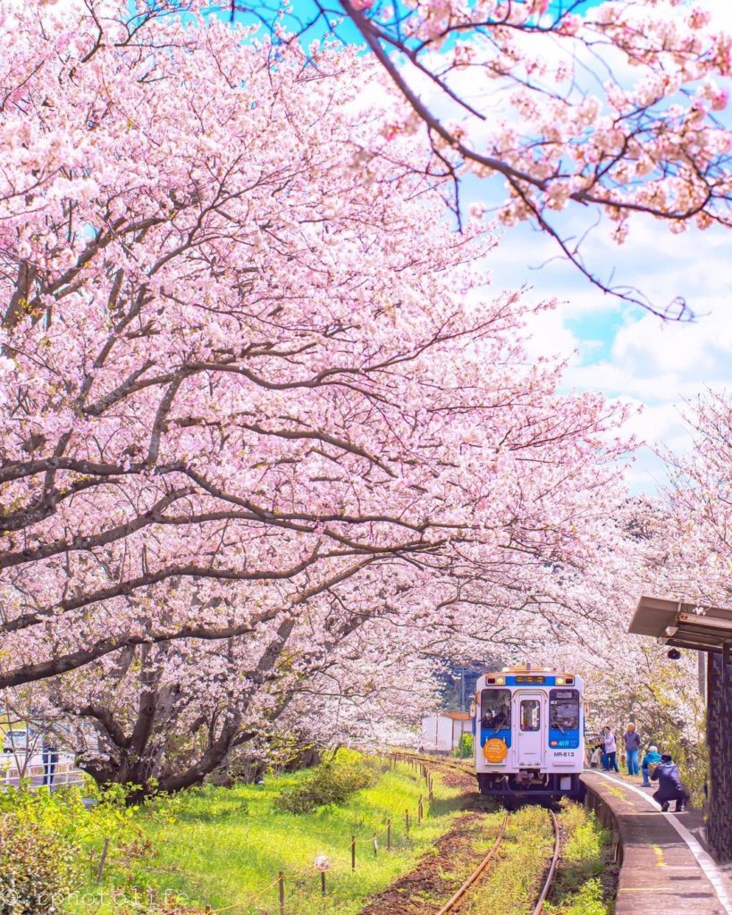 Riding into spring through a cherry blossom tunnel!  Uranosaki Station in Imari...