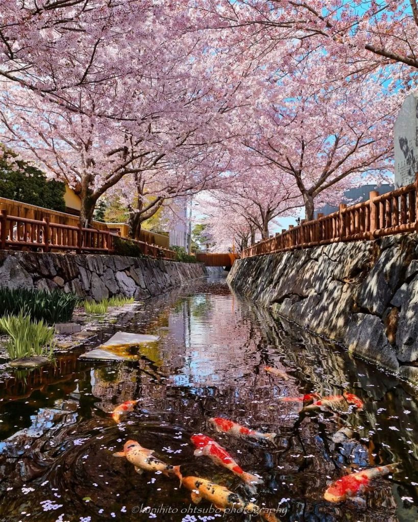Japan Travel: Sakura season is so beautiful that even the koi fish want the best vantage point… Sakura season is so beautiful that even the koi fish want the best vantage point...