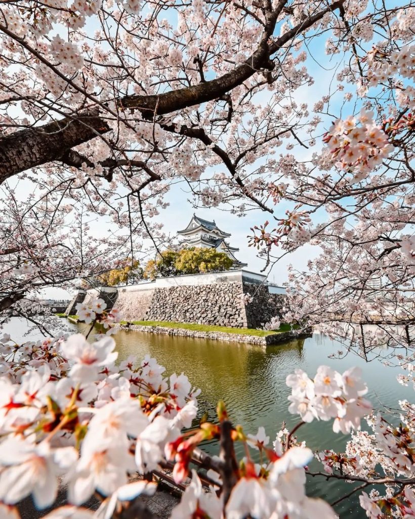 Spring has arrived at Kishiwada Castle in Osaka. 

 @aguswidodo1104 #VisitJapanA...
