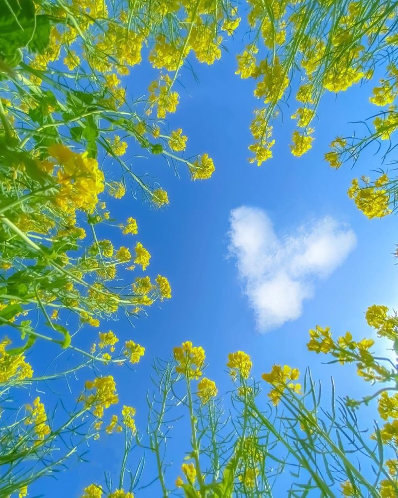 Japan Airline: .
ふと空を見上げた時に #ハート の雲が…
上を向いていると小さな幸せが見つかるかも
#MyAprilAdventure A heart shaped cl… .
ふと空を見上げた時に #ハート の雲が…
上を向いていると小さな幸せが見つかるかも
#MyAprilAdventure A heart shaped cl...