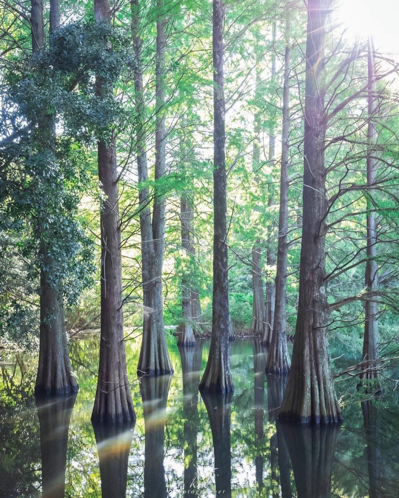 Less than 20 minutes outside of Hakata by train, Sasaguri Kyudai Forest is locat...