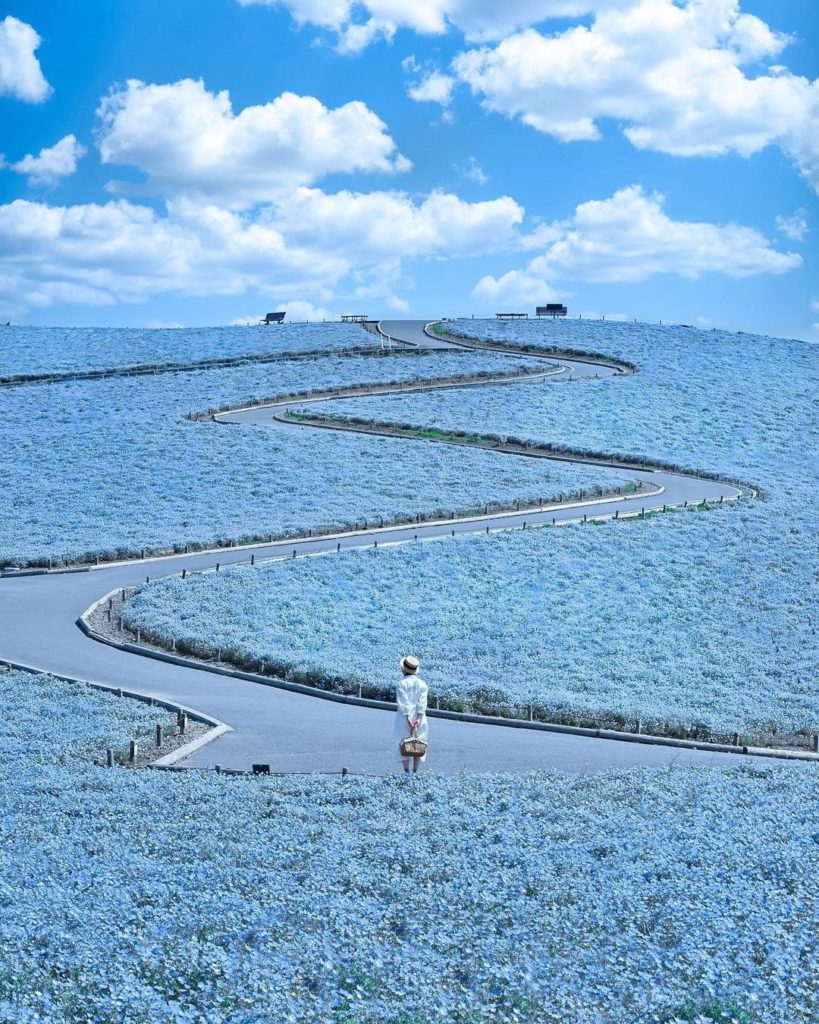 Visit Japan: A never-ending sea of nemophila (baby blue eyes) awaits at Hitachi Seaside Park … A never-ending sea of nemophila (baby blue eyes) awaits at Hitachi Seaside Park ...