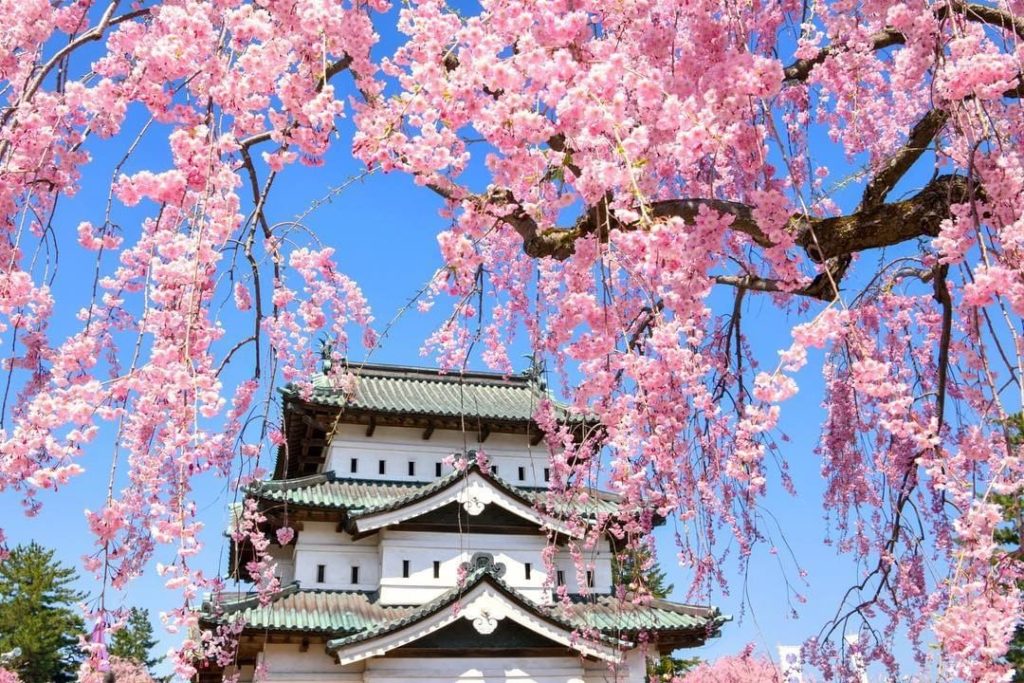 Visit Japan: Don’t the cherry blossoms create a perfect frame for this castle?
Hirosaki Park… Don’t the cherry blossoms create a perfect frame for this castle?
Hirosaki Park...