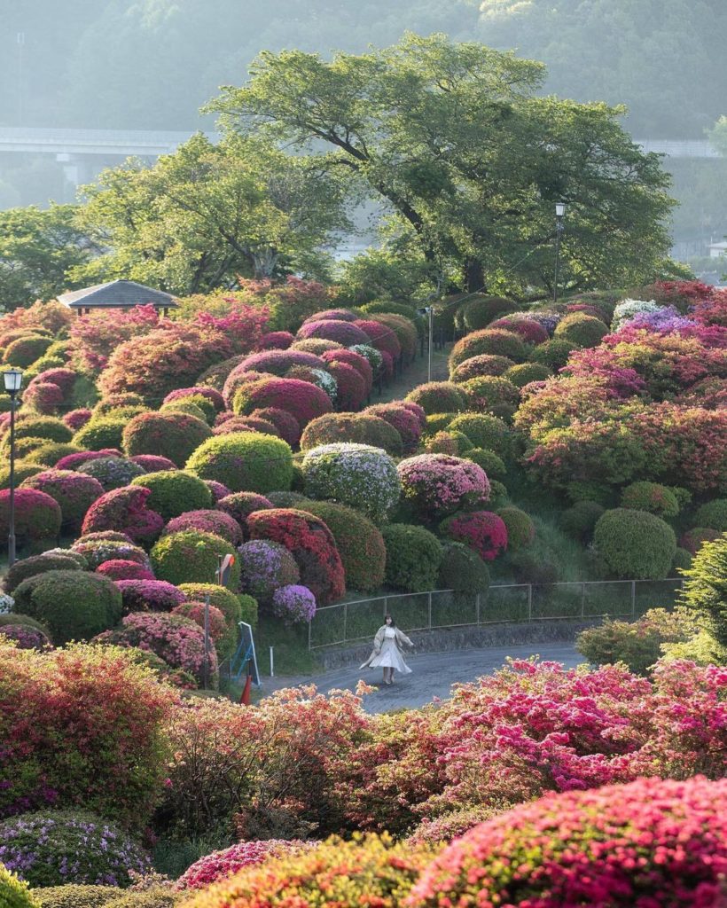 Surprisingly, Tsurumine Park became a famous spot for azaleas completely by acci...