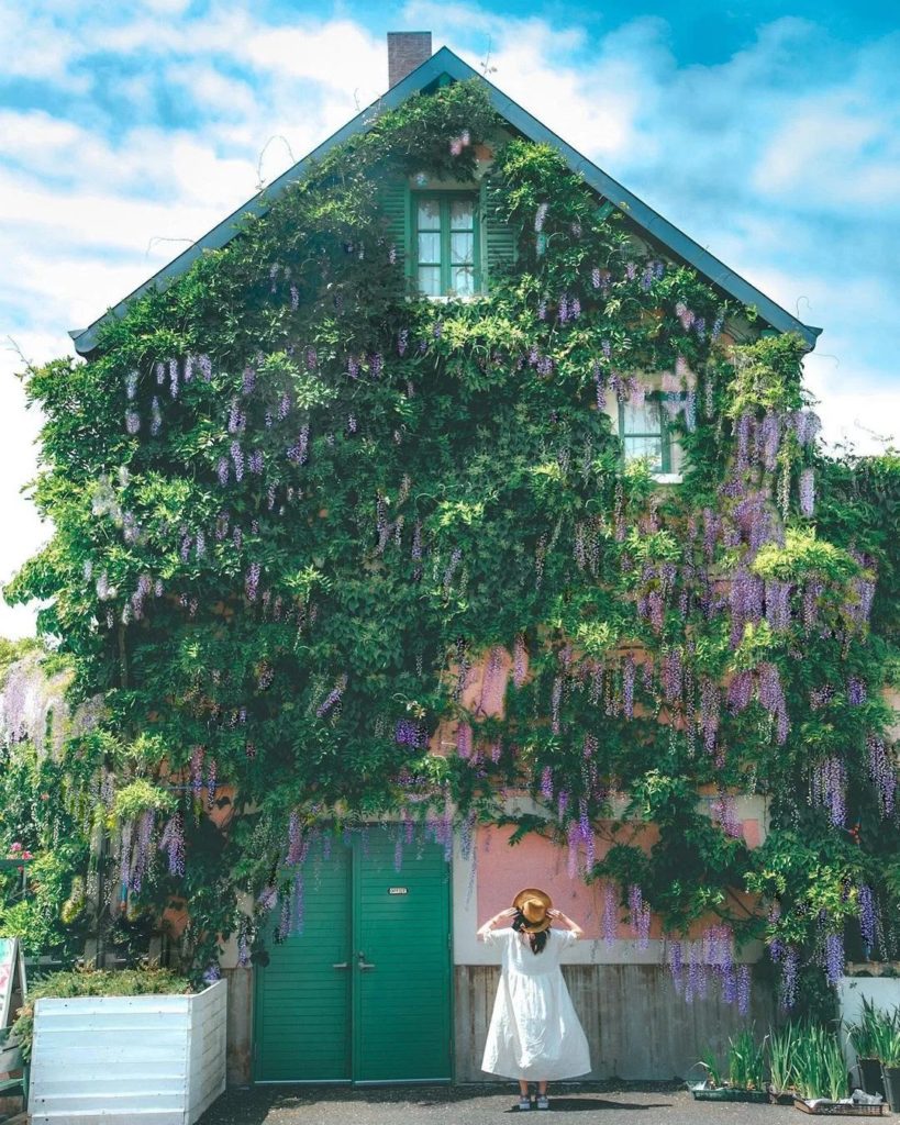 Japan Travel: This picturesque spring scene can be found at the Hamanako Garden Park in Shizuo… This picturesque spring scene can be found at the Hamanako Garden Park in Shizuo...