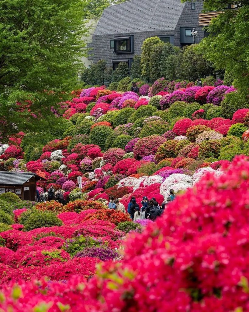 If heaven was a place on earth, this might just be it! Tokyo's Nezu Shrine is an...