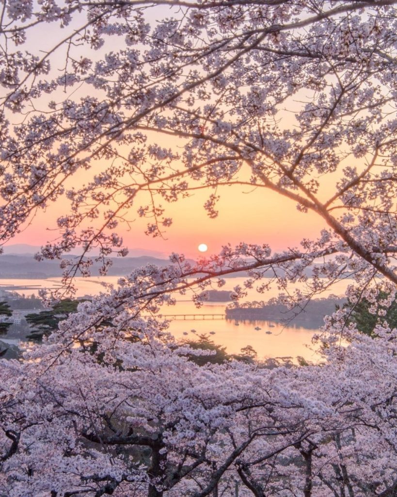 There’s nothing quite like a sunrise when the sakura are in full bloom. ⁠
⁠
 Mat...