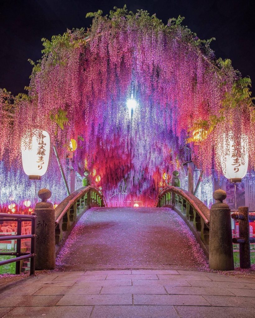 Wouldn’t you love to take a walk through this dreamy tunnel of blooming wisteria...