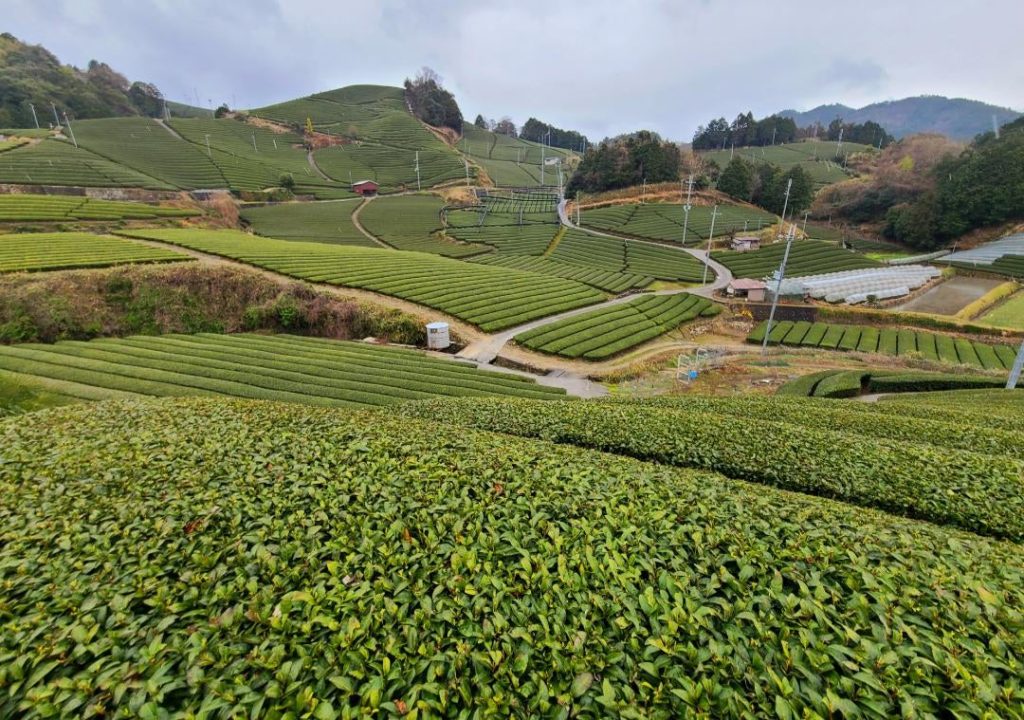 Tea farm in Wazuka, Kyoto [OC]