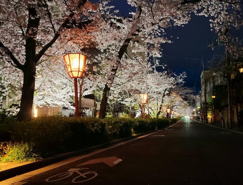 Kyoto Gojo [OC]