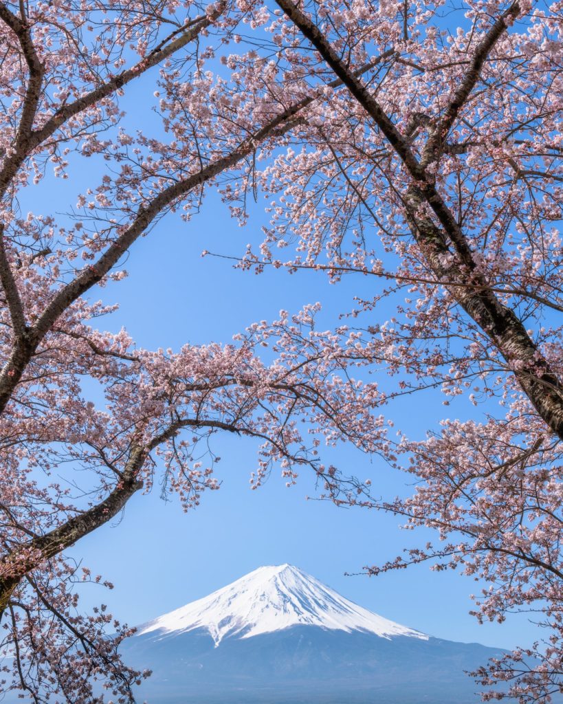 Spring in Fujikawaguchiko