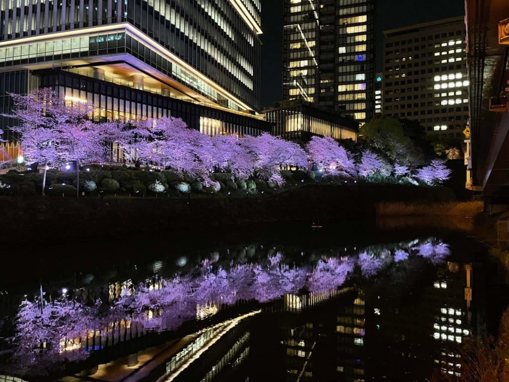 Purple Yozakura at Benkeibashi, Tokyo