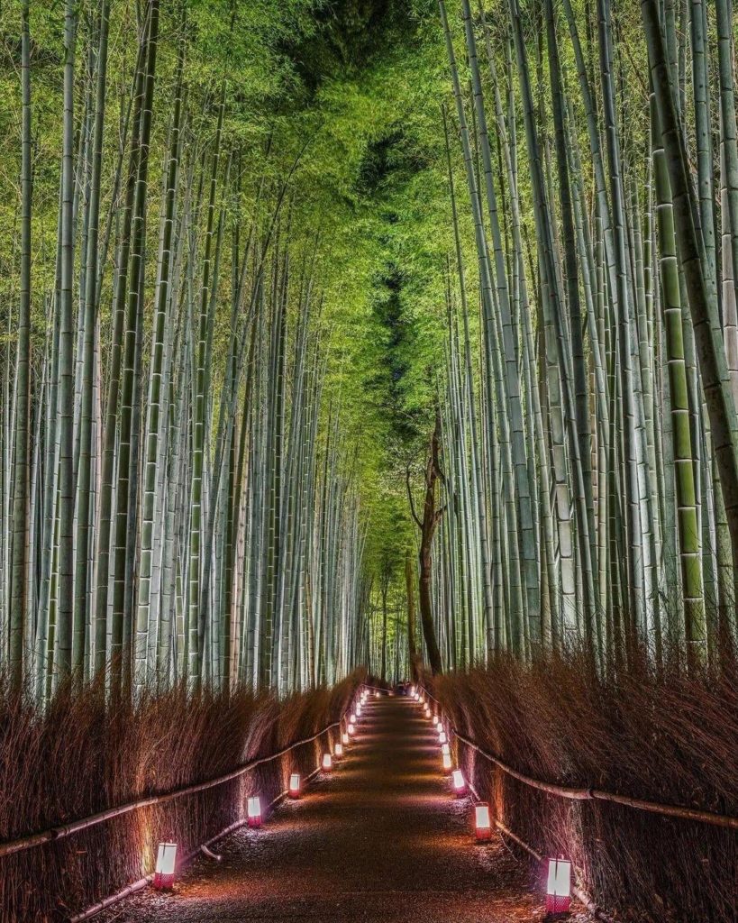 Arashiyama Bamboo Grove | Credit: @kazunobu_camera