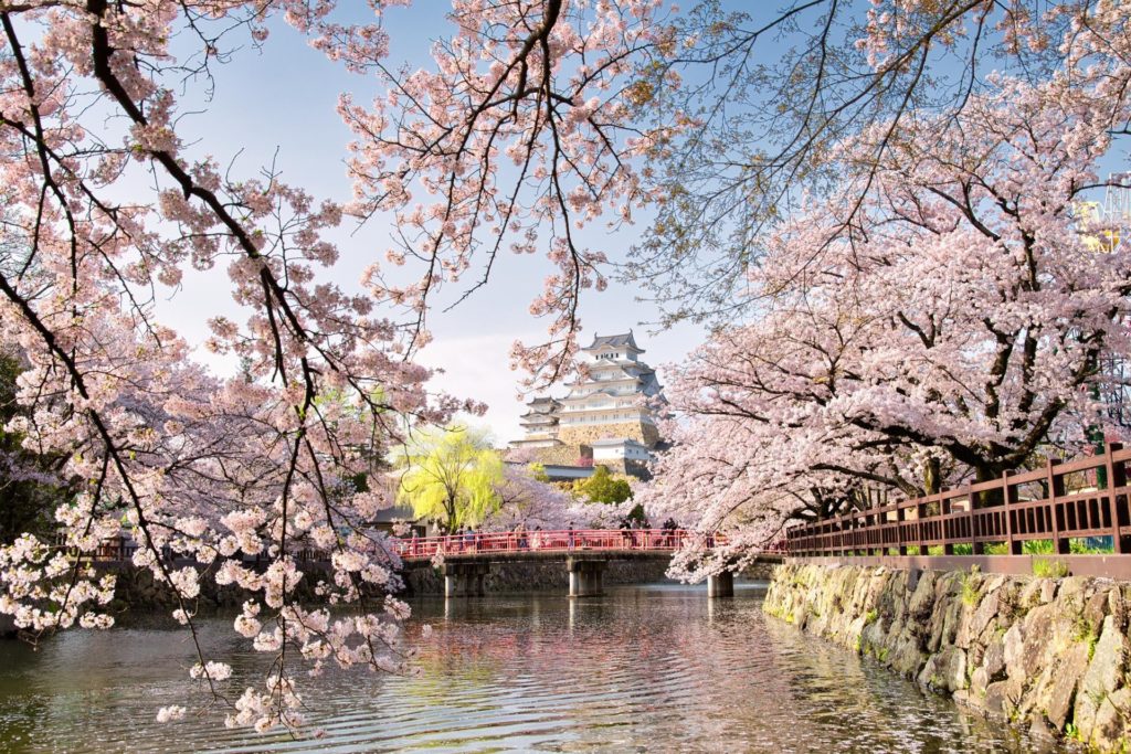 Cherry blossoms at Himeji Castle (Shirasagi Castle), April 2017.
