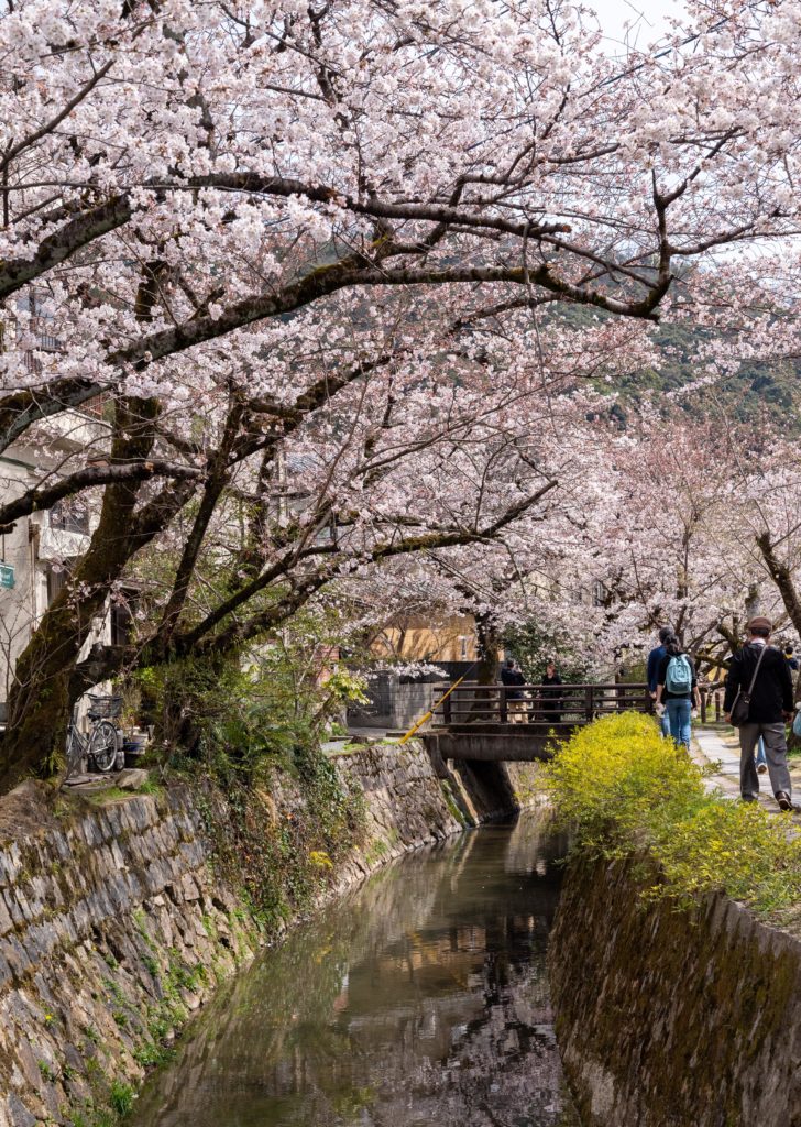 Cherry blossoms along the Philosopher’s Path, Kyoto [OC]