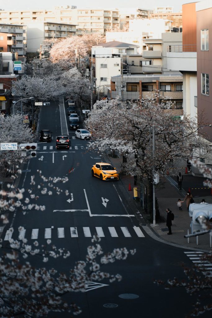 Yellow car under the sakura