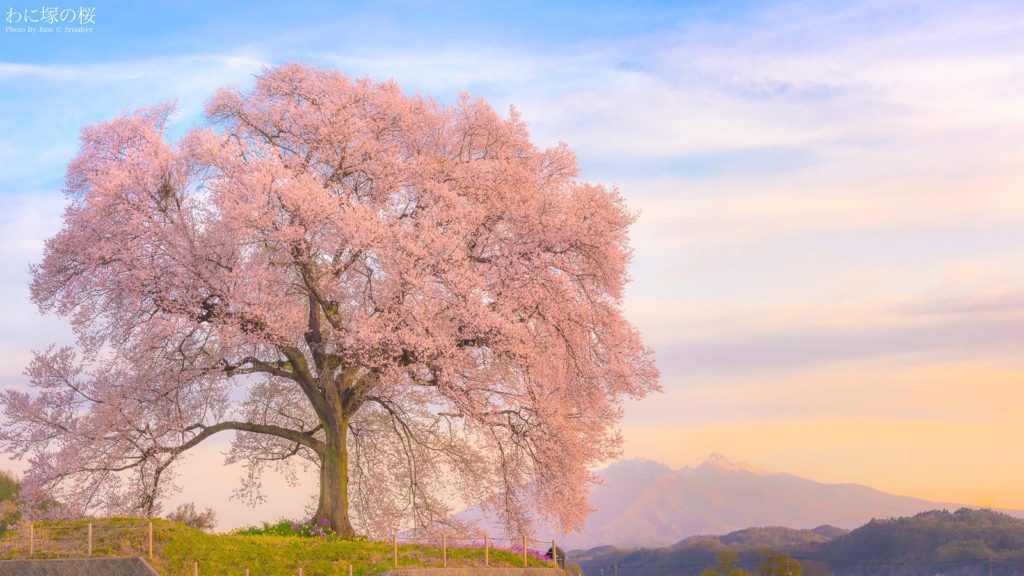 Sakura tree in Nirasaki