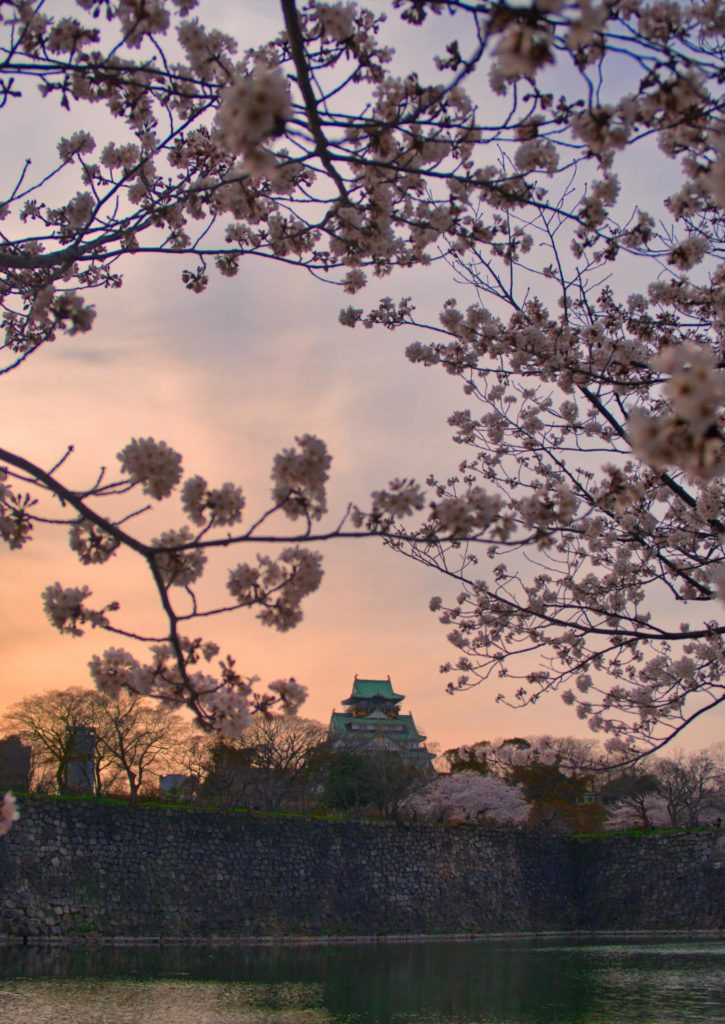Dusk at Osaka Castle in cherry blossom.