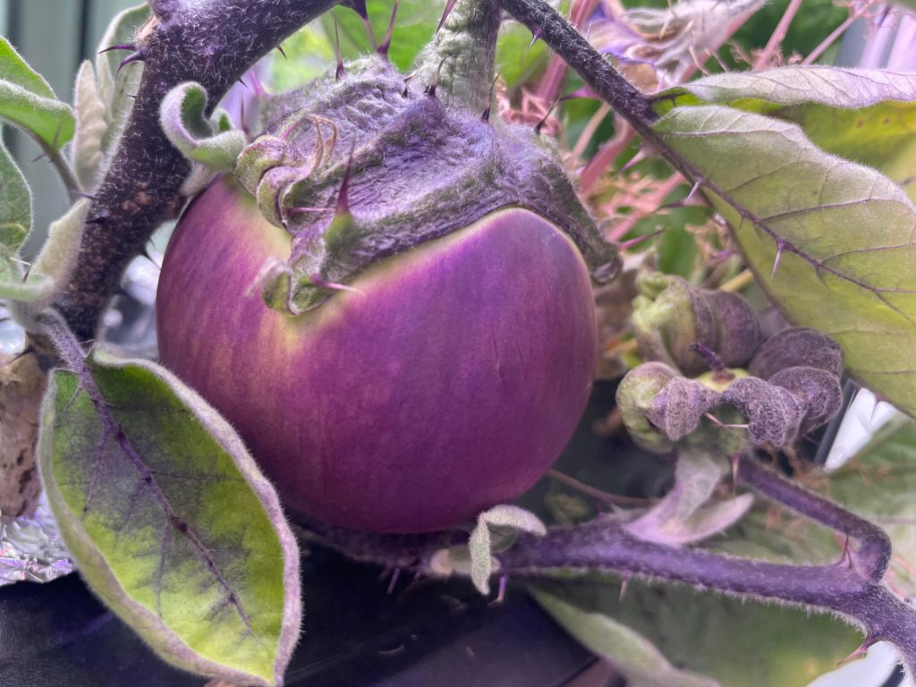Kamo eggplant? Anyone have a good recipe? Growing it now and I love eggplant of all kinds but not sure the best way to prepare this one as I’ve never tried it. Thought maybe you guys would have an idea?