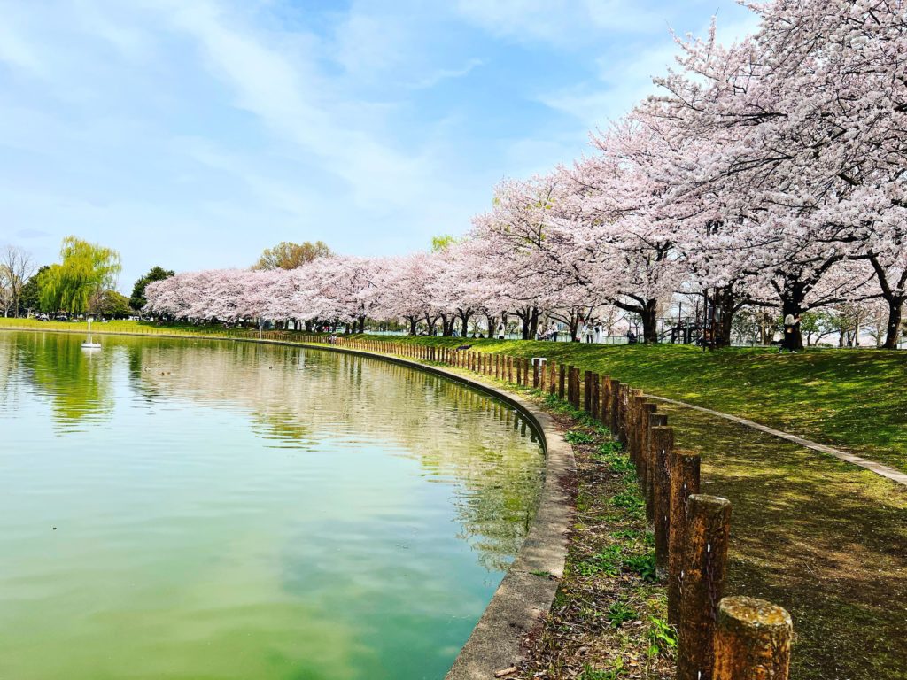 Cherry blossom season is ending, it’s such a beautiful but short time