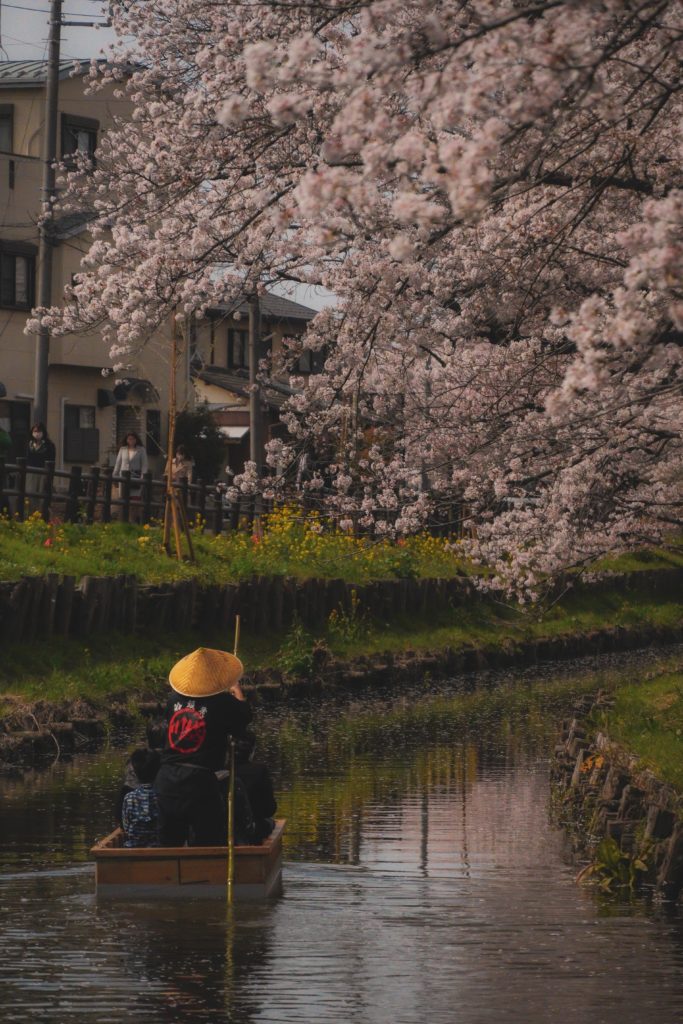 Shingashi Riverbank. The last weekend to see the cherry blossoms.