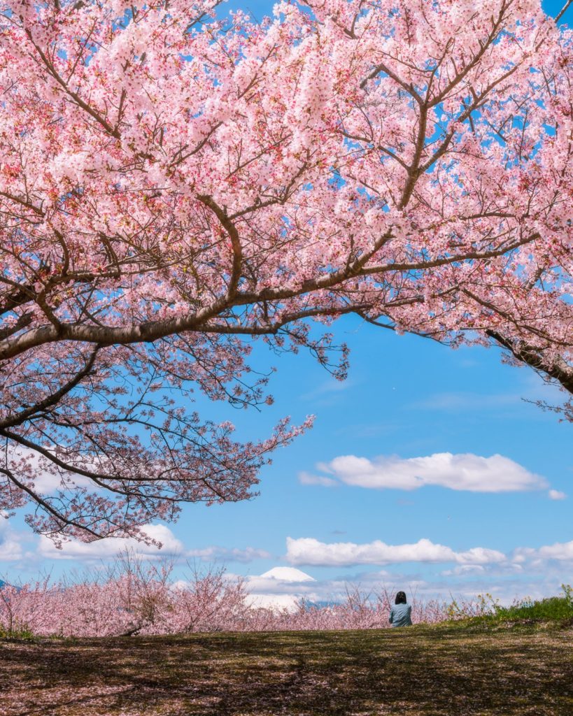 Spring in Ninomiya