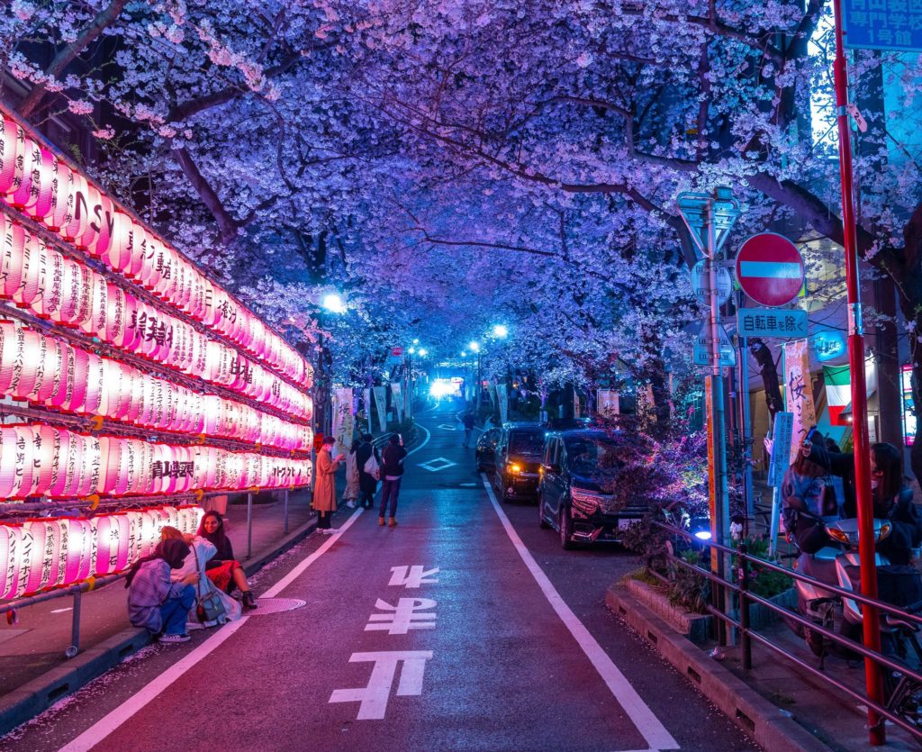 Cherry Blossoms along a hill in Shibuya, Tokyo, at night