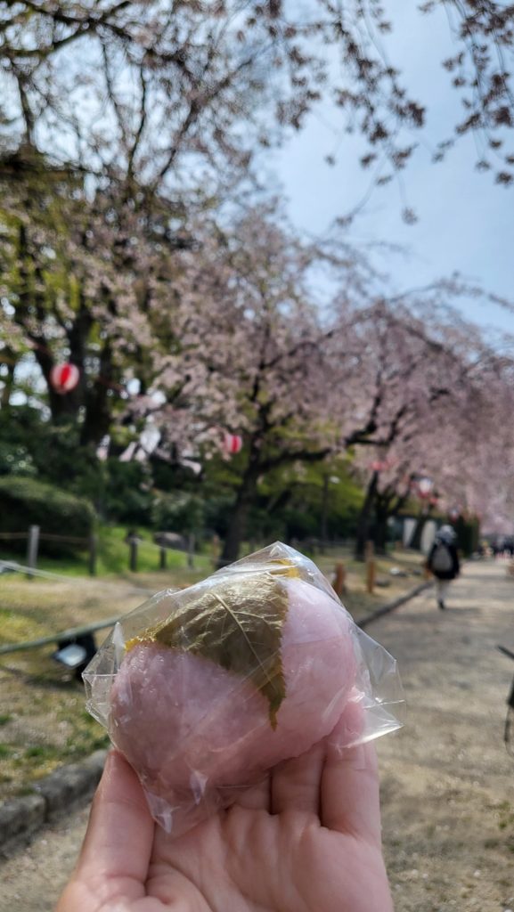 Sakuramochi under the sakura