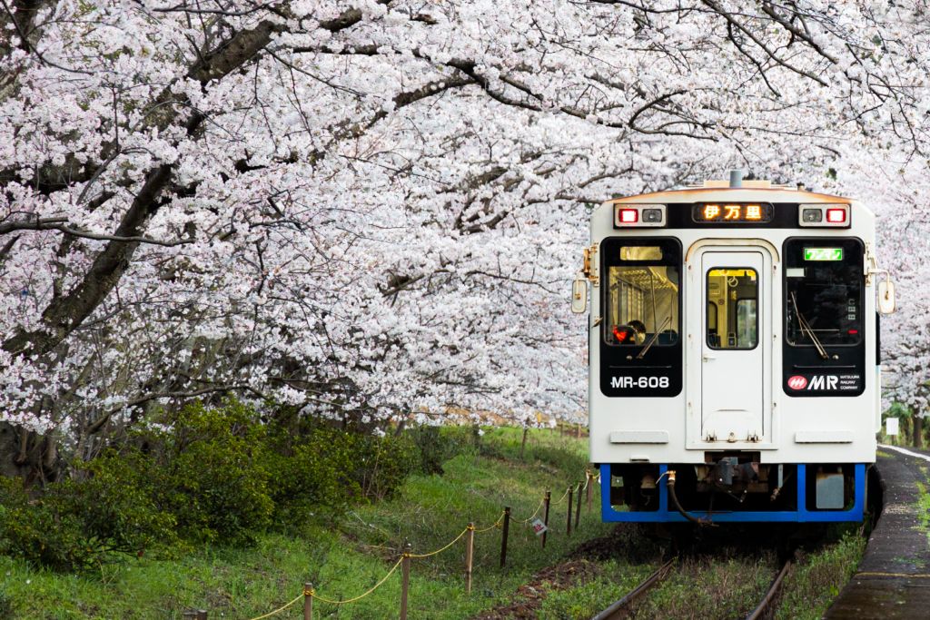 Train in a Sakura Forest