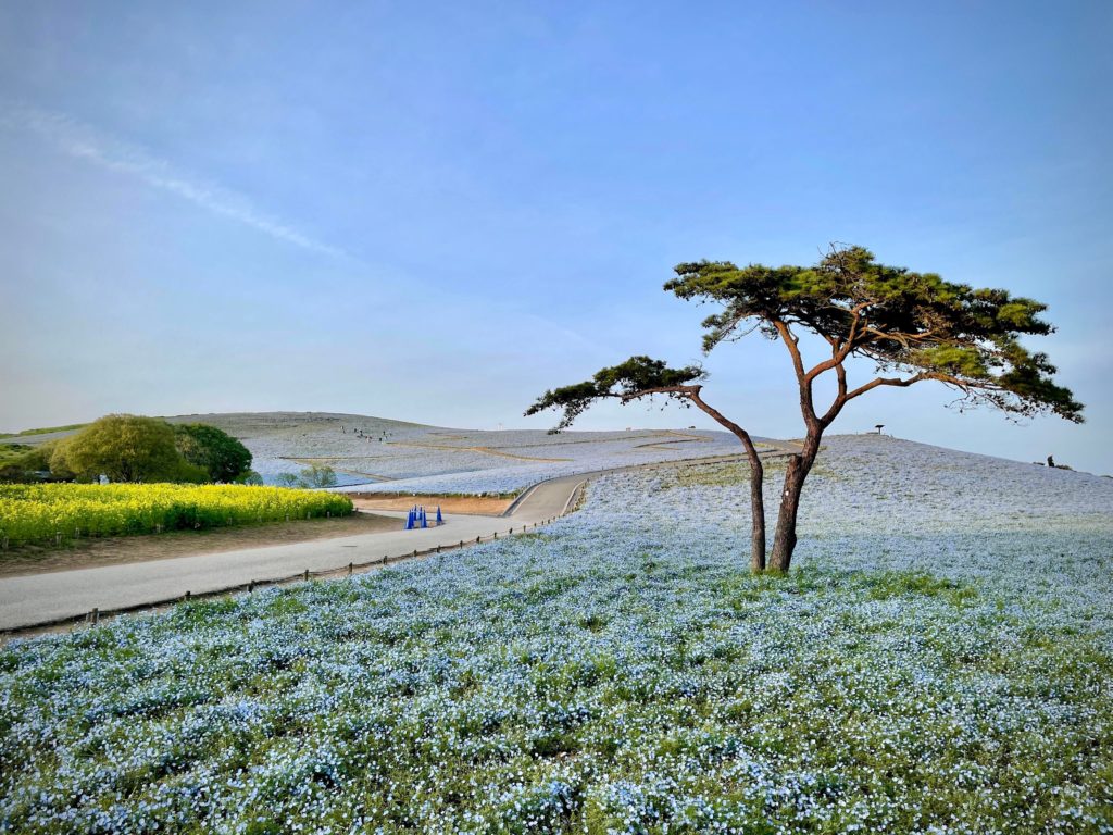Hitachi Seaside Park [OC]