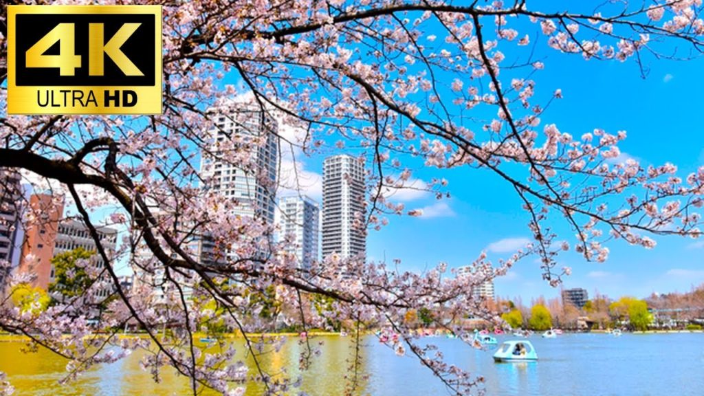 【4K FANTASTIC CHERRY BLOSSOM】UENO PARK TOKYO JAPAN SAKURA WALKING TOUR | 4K Video 60fps NATURE 【4K FANTASTIC CHERRY BLOSSOM】UENO PARK TOKYO JAPAN SAKURA WALKING TOUR | 4K Video 60fps NATURE