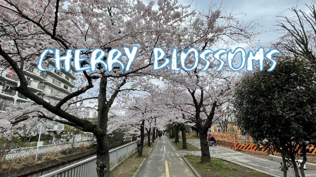 [Vlog] Cycling in Sendai Horikawa Park and Yokojikkengawa Water Park with Cherry Blossoms | Tokyo