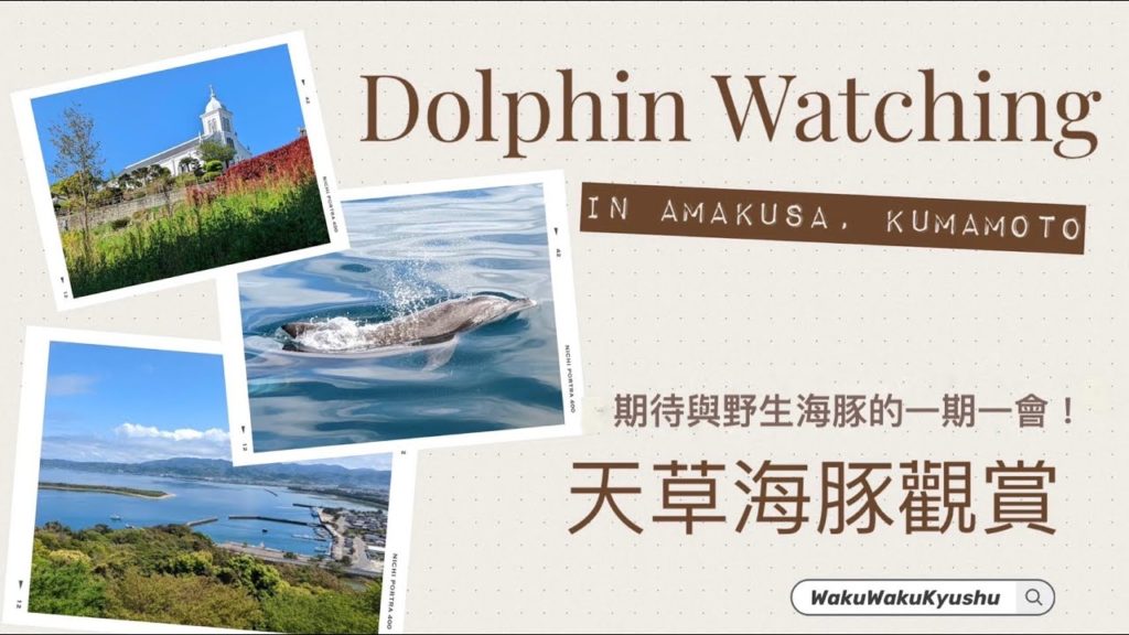🐬💦 Dolphin Watching in Amakusa, Kumamoto Prefecture✨ With a high sighting success rate!