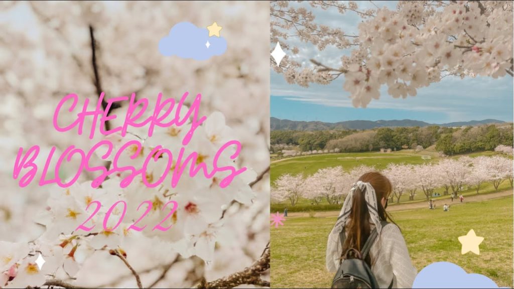 Cherry Blossom in Japan | Sakura Ohanami 2022 Cherry Blossom in Japan | Sakura Ohanami 2022