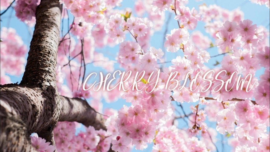 Cherry Blossom 4k : New Zealand Sakura spring morning 🌸